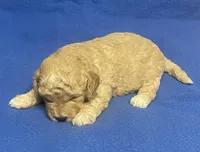 Bo , a male Bichon Frise and Cavapoo for sale in Claypool, IN – Photo 4 of 4