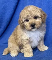 Bo , a male Bichon Frise and Cavapoo for sale in Claypool, IN – Photo 4 of 7