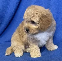 Bo , a male Bichon Frise and Cavapoo for sale in Claypool, IN – Photo 3 of 7