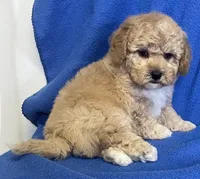 Bo , a male Bichon Frise and Cavapoo for sale in Claypool, IN – Photo 2 of 7
