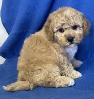 Bo , a male Bichon Frise and Cavapoo for sale in Claypool, IN – Photo 6 of 7