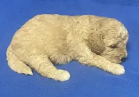 Bo , a male Bichon Frise and Cavapoo for sale in Claypool, IN – Photo 3 of 4