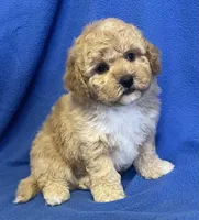 Bo , a male Bichon Frise and Cavapoo for sale in Claypool, IN – Photo 5 of 7