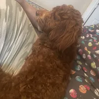 Ruthie -spayed-potty trained, a female Cavapoo for sale in Claypool, IN – Photo 10 of 10