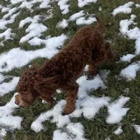 Ruthie -spayed-potty trained, a female Cavapoo for sale in Claypool, IN – Photo 7 of 10