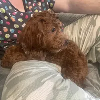 Ruthie -spayed-potty trained, a female Cavapoo for sale in Claypool, IN – Photo 8 of 10