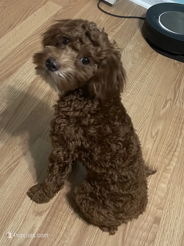 Ruthie 95% potty trained spayed