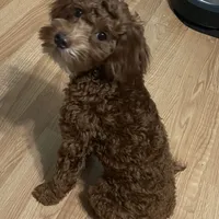 Ruthie -spayed-potty trained, a female Cavapoo for sale in Claypool, IN – Photo 1 of 10