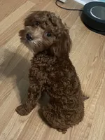 processed/322d0300-5033-4ae9-b414-c8def2a821f1/listing/5d560ff2-a862-465c-a550-9618209eb2e9/217f3529-e8a2-439a-a708-96ce11961475