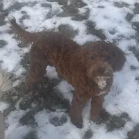 Ruthie -spayed-potty trained, a female Cavapoo for sale in Claypool, IN – Photo 9 of 10