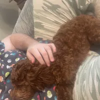 Ruthie -spayed-potty trained, a female Cavapoo for sale in Claypool, IN – Photo 4 of 10