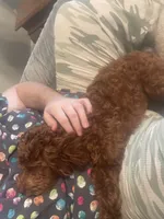 processed/322d0300-5033-4ae9-b414-c8def2a821f1/listing/5d560ff2-a862-465c-a550-9618209eb2e9/42e35fd8-21d5-4df1-975f-43a3338e6095