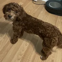 Ruthie -spayed-potty trained, a female Cavapoo for sale in Claypool, IN – Photo 3 of 10