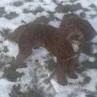 Ruthie -spayed-potty trained, a female Cavapoo for sale in Claypool, IN – Photo 5 of 10