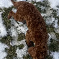 Ruthie -spayed-potty trained, a female Cavapoo for sale in Claypool, IN – Photo 6 of 10