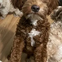 Ruthie -spayed-potty trained, a female Cavapoo for sale in Claypool, IN – Photo 2 of 10