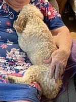 Mr. Happy- Neutered, a male Cavapoo for sale in Claypool, IN – 4 of 9