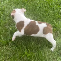 Topanga, a female Boston Terrier for sale in Claypool, IN – 4 of 5