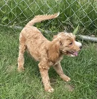 Pretty Boy, a male Bichon Frise and Cavapoo for sale in Claypool, IN – 5 of 7