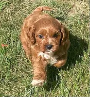 Etta, a female Cavapoo for sale in Claypool, IN – 3 of 8