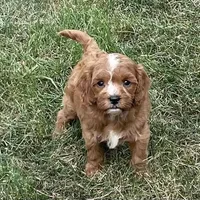 Koda, a male Cavapoo for sale in Claypool, IN – 2 of 6