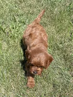 Tara, a female Cavapoo for sale in Claypool, IN – 5 of 8