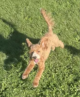 Pretty Boy, a male Bichon Frise and Cavapoo for sale in Claypool, IN – 10 of 10