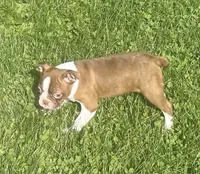 Morgan, a female Boston Terrier for sale in Claypool, IN – 3 of 8