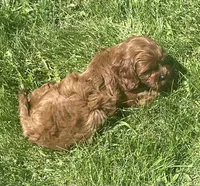 Tara, a female Cavapoo for sale in Claypool, IN – 5 of 8