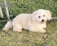 Hadley, a male Bichon Frise and Goldendoodle for sale in Claypool, IN – 6 of 6