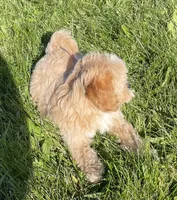 May, a female Bichon Frise and Cavapoo for sale in Claypool, IN – 6 of 7