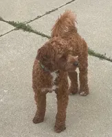 Ruthie -spayed-potty trained, a female Cavapoo for sale in Claypool, IN – 4 of 10