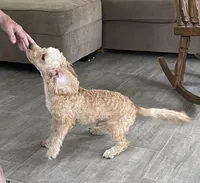 Bo , a male Bichon Frise and Cavapoo for sale in Claypool, IN – 2 of 7