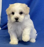Shiloh, a male Havachon for sale in Claypool, IN – 3 of 7
