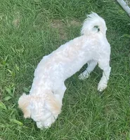 Danny, a male Havachon for sale in Claypool, IN – 4 of 6