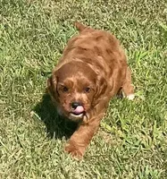 Etta, a female Cavapoo for sale in Claypool, IN – 7 of 8
