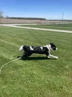 Cinch, a male Sheepadoodle for sale in Claypool, IN – 5 of 7