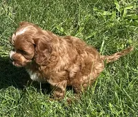 Koda, a male Cavapoo for sale in Claypool, IN – 9 of 9