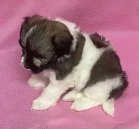 Tina, a female Havachon for sale in Claypool, IN – 3 of 6