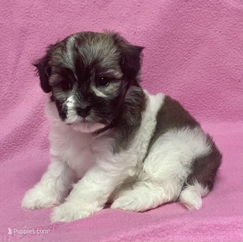 Tina – Havachon puppy for sale in Claypool, IN