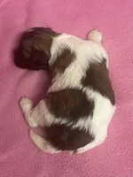 Tina, a female Havachon for sale in Claypool, IN – Photo 3 of 4