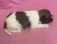 Tina, a female Havachon for sale in Claypool, IN – Photo 4 of 4