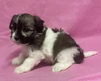 Tina, a female Havachon for sale in Claypool, IN – 6 of 6