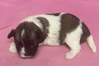 Tina, a female Havachon for sale in Claypool, IN – Photo 2 of 4