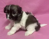 Tina, a female Havachon for sale in Claypool, IN – 2 of 6