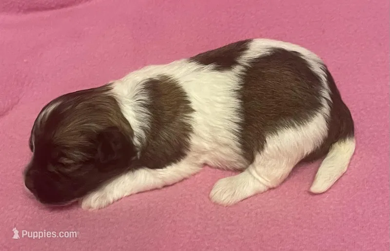 Tina – Havachon puppy for sale in Claypool, IN