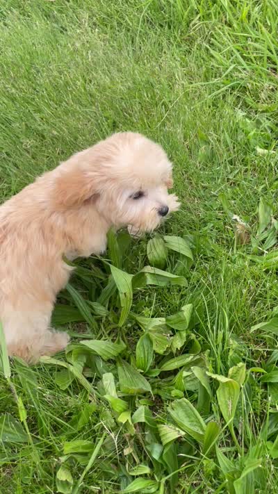 June, a female Bichon Frise and Cavapoo for sale in Claypool, IN – 7 of 7