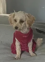 Traveling Mille (Small), a female Bichon Frise and Cavapoo for sale in Claypool, IN – 10 of 10