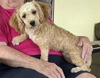 Bo , a male Bichon Frise and Cavapoo for sale in Claypool, IN – 5 of 7