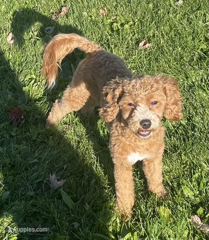 Pretty Boy – Bichon Frise, Cavapoo puppy for sale in Claypool, IN